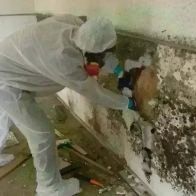 Mold Remediation and Removal in Cotati, CA